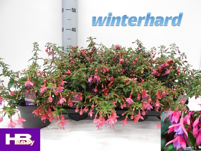<h4>FUCHSIA SON OF THUMB</h4>