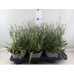 Catananche caerulea 'Major'