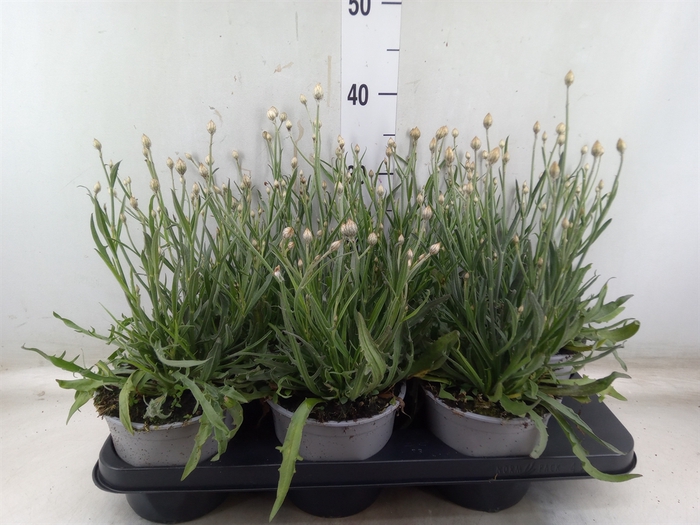 <h4>Catananche caerulea 'Major'</h4>