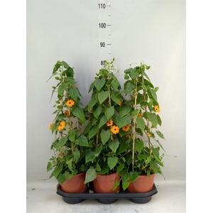 Thunbergia  'Suzie Orange wEye'