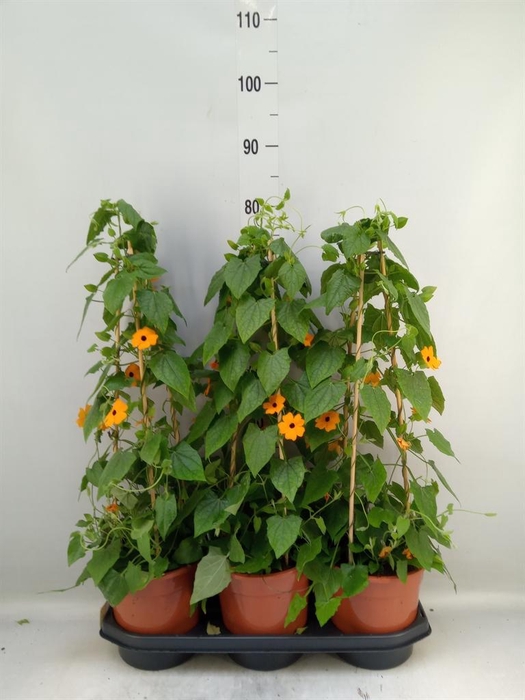 <h4>Thunbergia  'Suzie Orange wEye'</h4>