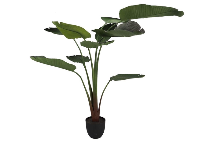 <h4>Silk Strelitzia Green 185cm Nm</h4>