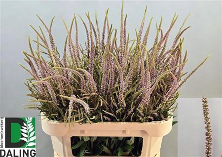 <h4>Veronicastrum virg. 'Pink Glow'</h4>