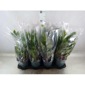 Zamioculcas zamiifolia