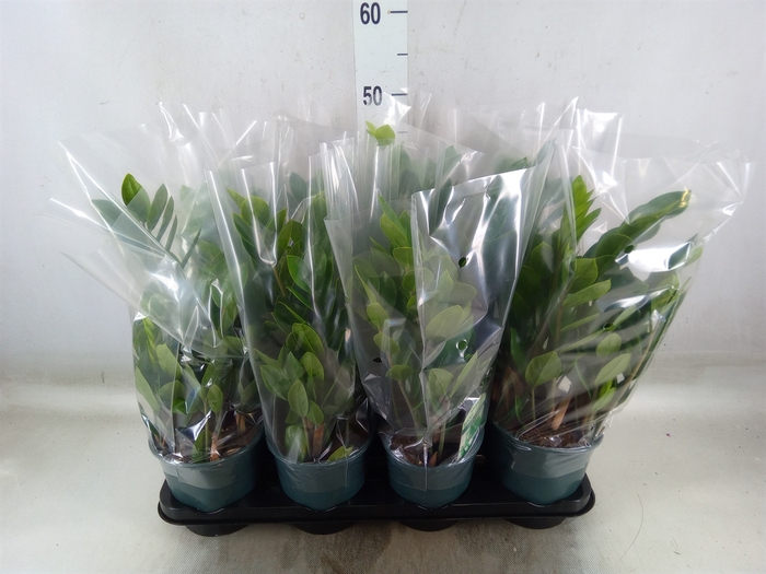 <h4>Zamioculcas zamiifolia</h4>