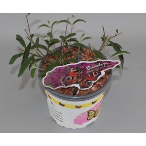 Buddleja Davidii 'Nanho Purple' C2