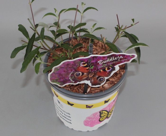 <h4>Buddleja Davidii 'Nanho Purple' C2</h4>