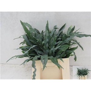 Cyrtomium Fort 60cm