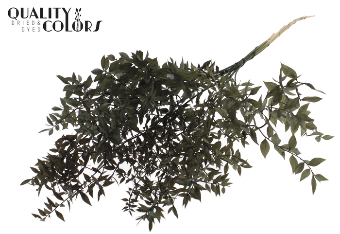 <h4>Ruscus 70cm 5 pc/bunch Black (2x5 bunch/poly)</h4>