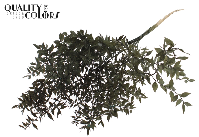 <h4>Ruscus 70cm 5 pc/bunch Black (2x5 bunch/poly)</h4>