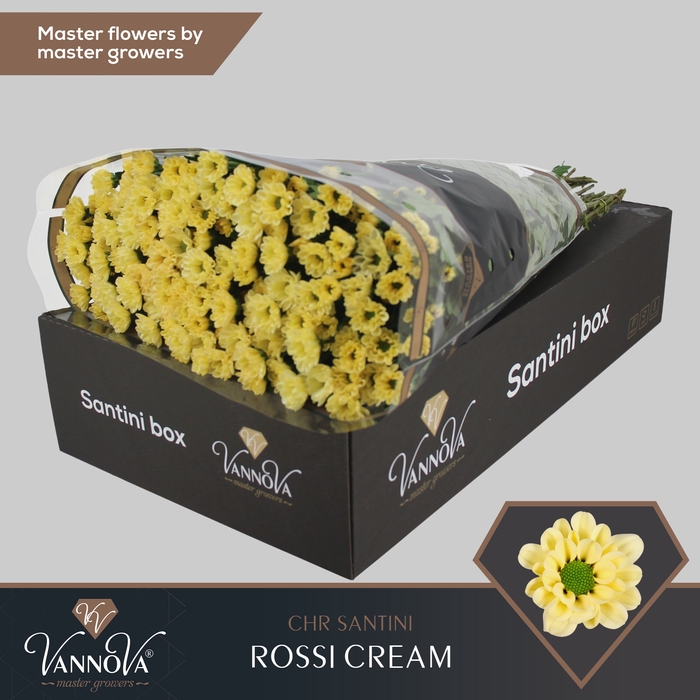 <h4>Chrysanten Chr S Rossi Cream</h4>