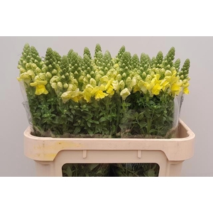 ANTIR LEGEND DOU YEL