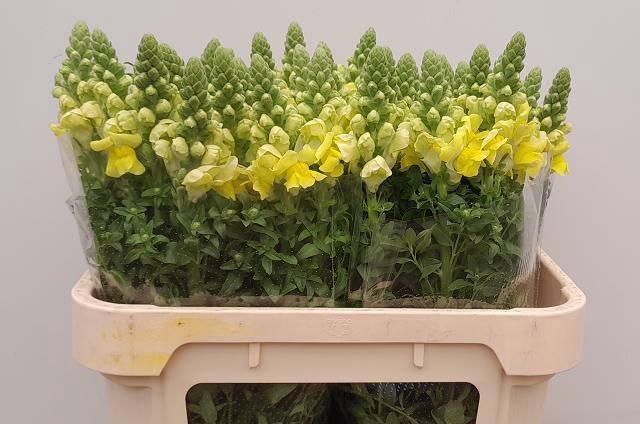 <h4>ANTIR LEGEND DOU YEL</h4>