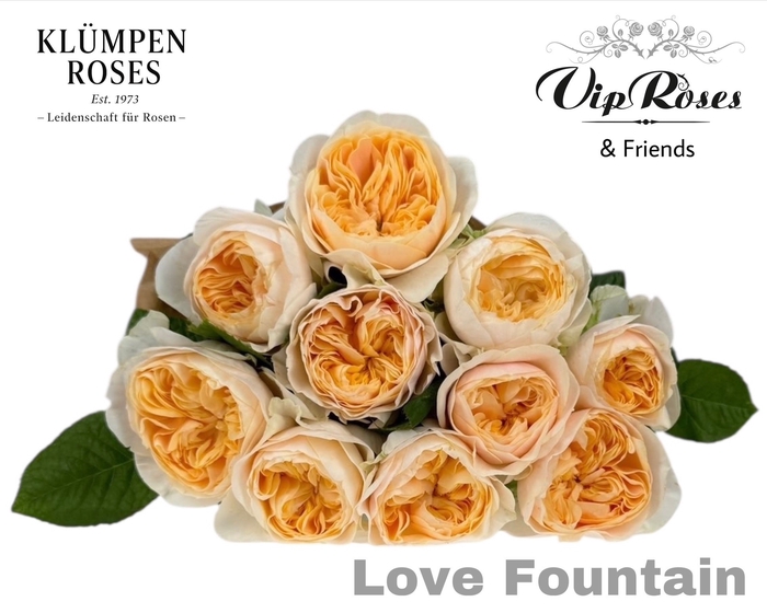 <h4>R GR LOVE FOUNTAIN</h4>