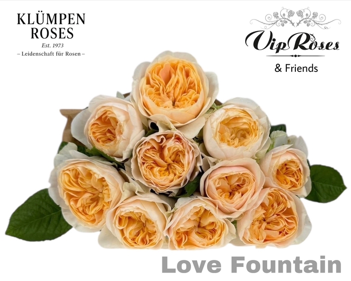 <h4>R GR LOVE FOUNTAIN</h4>