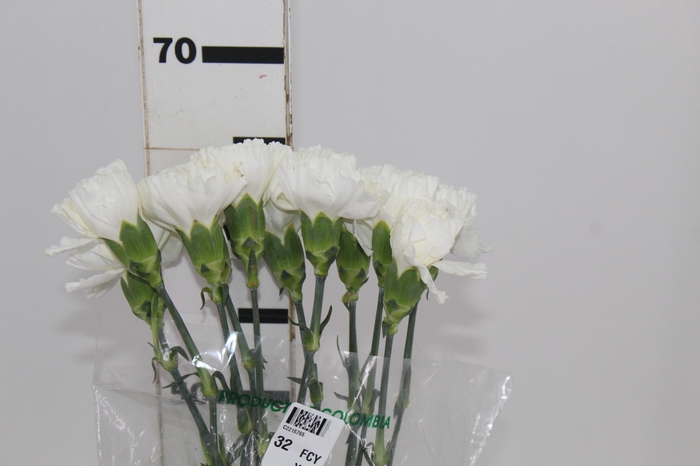 <h4>CRAVO BRANCO 070 CM</h4>