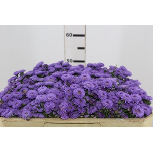 ASTER LIZ 050 CM