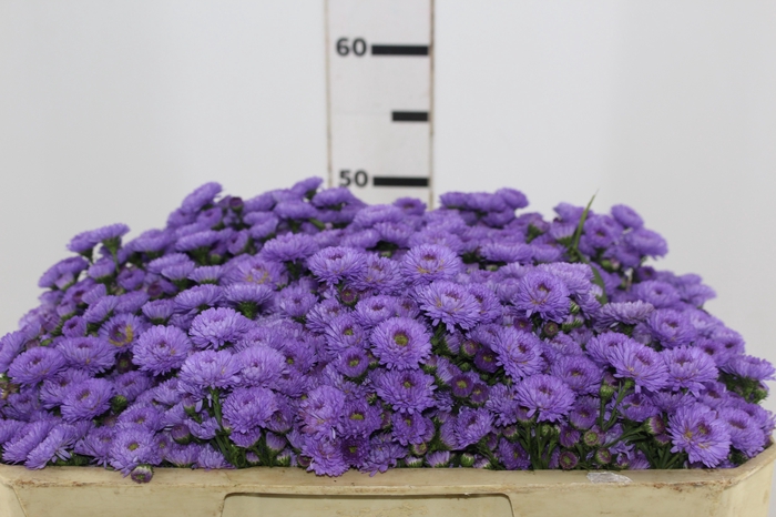 <h4>ASTER LIZ 050 CM</h4>