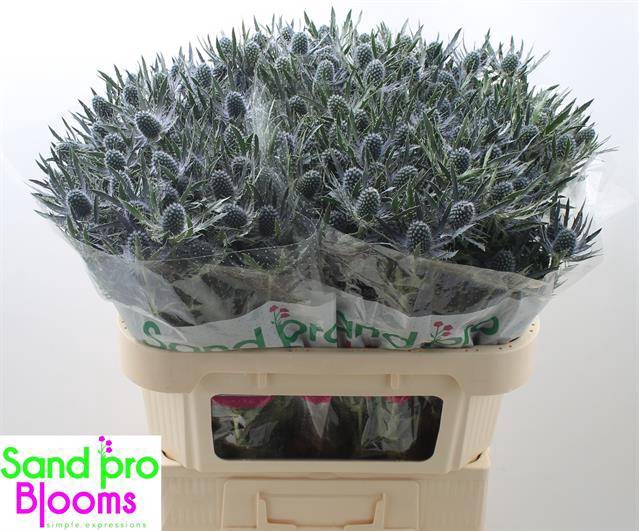 Eryngium Magical Blue Lagoon