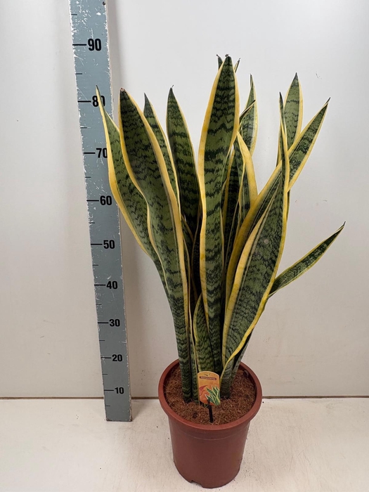 <h4>SANSEV LAURENTII stock</h4>