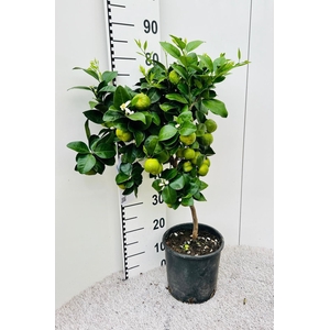 Citrus limetta Pursha-Lime on stem