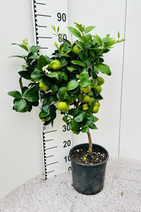 <h4>Citrus limetta Pursha-Lime on stem</h4>