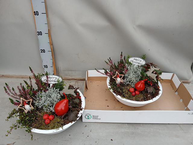 <h4>ARR TUINPLANTEN</h4>