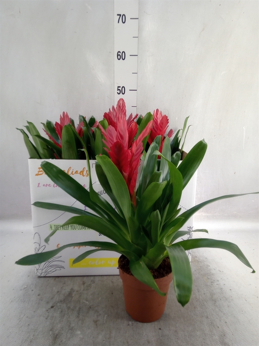 <h4>Vriesea  'Intenso Red'</h4>