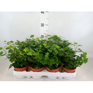 Hedera helix 'Wonder'