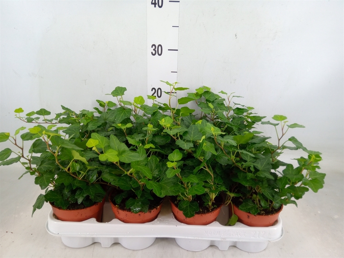 <h4>Hedera helix 'Wonder'</h4>