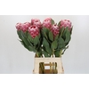 Protea Lady Di