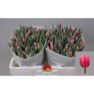 Tulipa si pretty princess