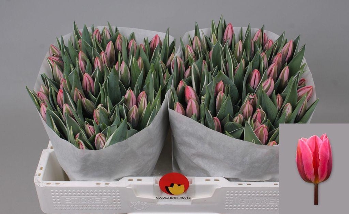 <h4>Tulipa si pretty princess</h4>