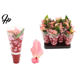 Anthurium 6 cm Matata in Couture hearts sleeve