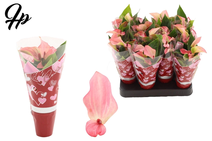 <h4>Anthurium 6 cm Matata in Couture hearts sleeve</h4>
