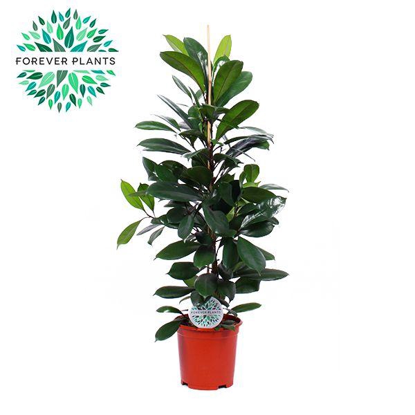 <h4>Ficus Cyathistipula p24</h4>