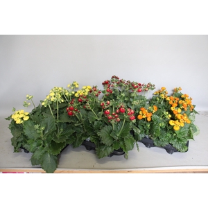 Calceolaria calynopsis gemengd