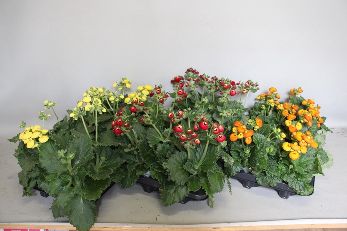 <h4>Calceolaria calynopsis gemengd</h4>