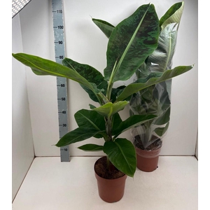 MUSA DWARF CAVENDISH