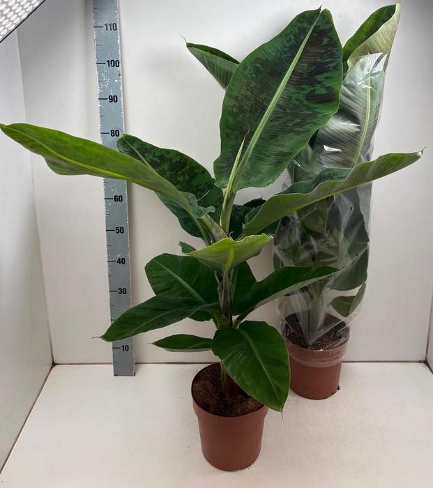 <h4>MUSA DWARF CAVENDISH</h4>