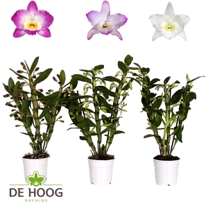 Dendrobium Nobile Mix 3 stem 16+ P12