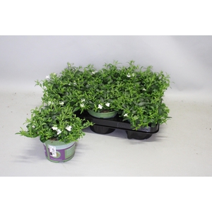 Lobelia basket White