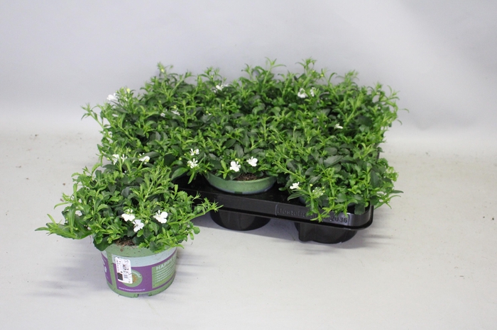 <h4>Lobelia basket White</h4>