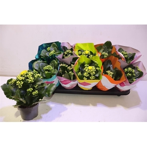 arr8 Kalanchoe Double Deluxe Mix