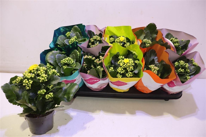 <h4>arr8 Kalanchoe Double Deluxe Mix</h4>
