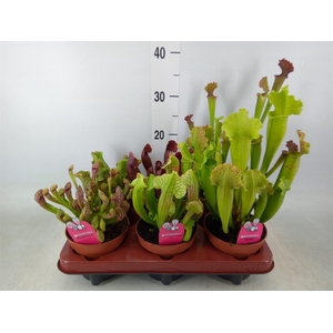 Sarracenia   ...