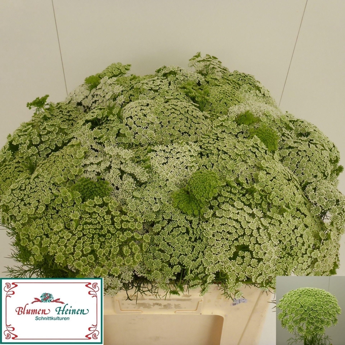 <h4>Ammi Visnaga</h4>