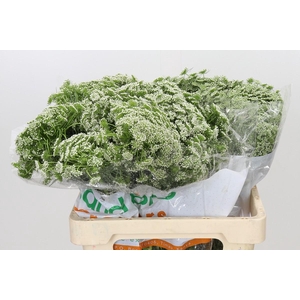 Ammi Visnaga