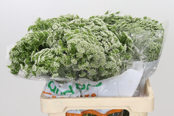 <h4>Ammi Visnaga</h4>