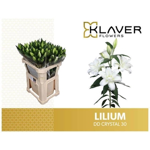 LI OR DU OVERIG WHITE CHRISTEL